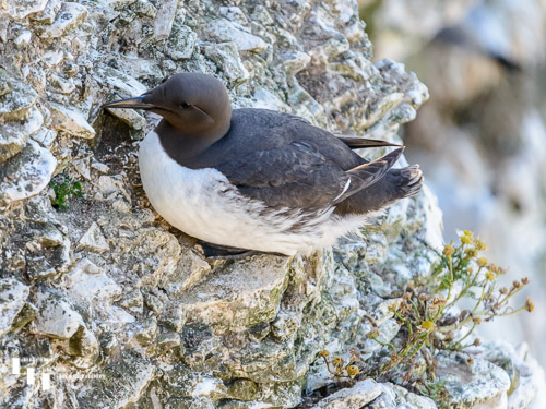 Guillemot