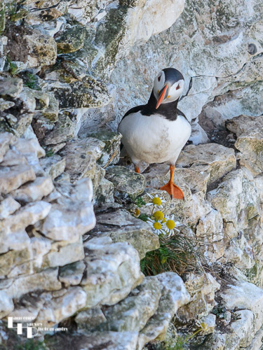 Puffin