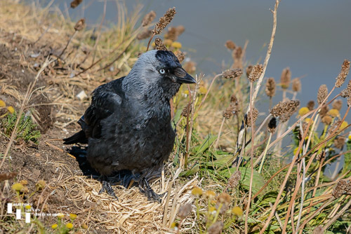 Jackdaw