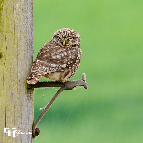 Little Owl