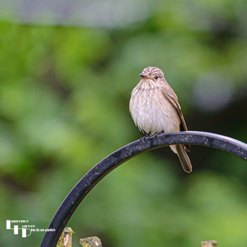 Spotted Flycatcher