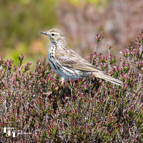 Skylark in bushes on Long Mynd