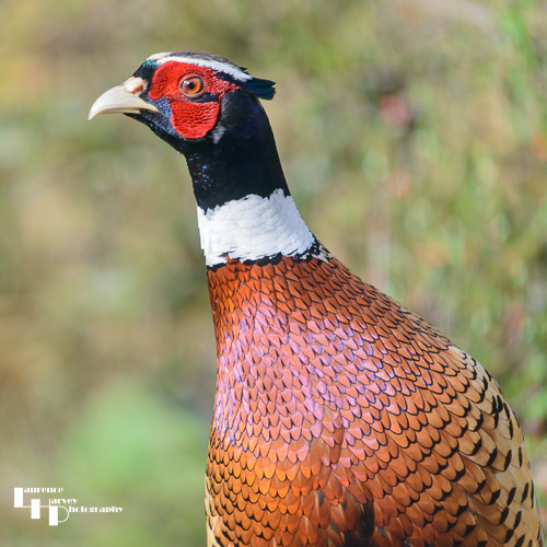 Male Pheasant