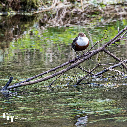 Dipper