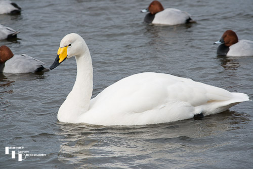 Whooper Swan