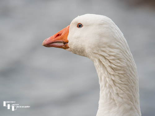 Domestic Goose