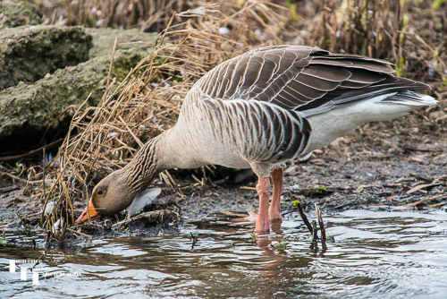 Greylag Goose