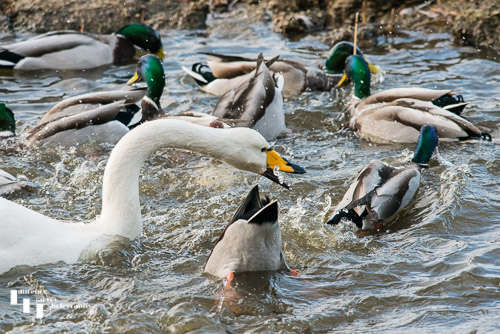 Whooper Swan & Mallards - feeding frenzy