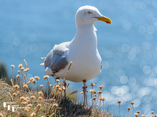 Herring Gull