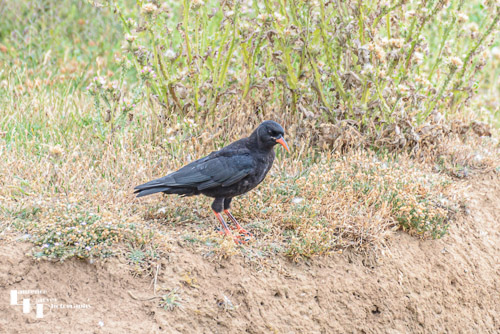 Chough