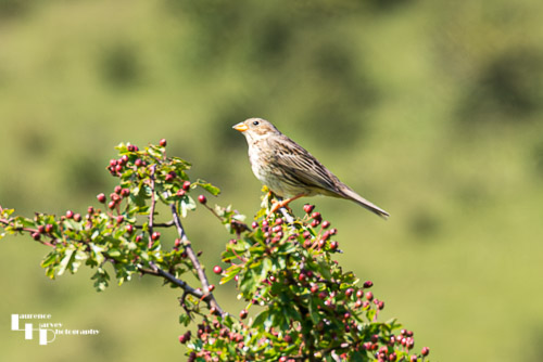 Corn Bunting