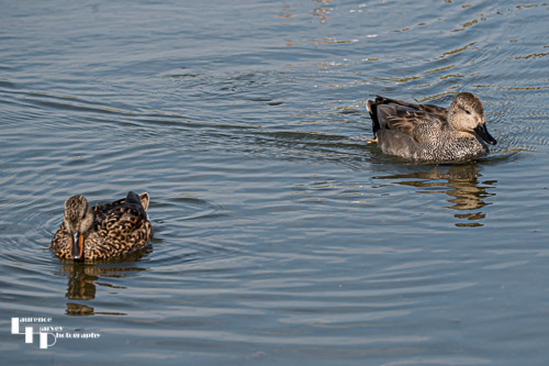 Male & Female Gadwall in Salthouse