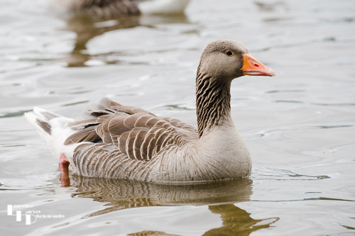 Greylag Goose on Derwent Water