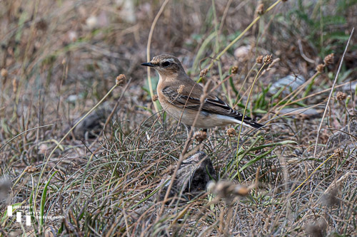 Wheatear