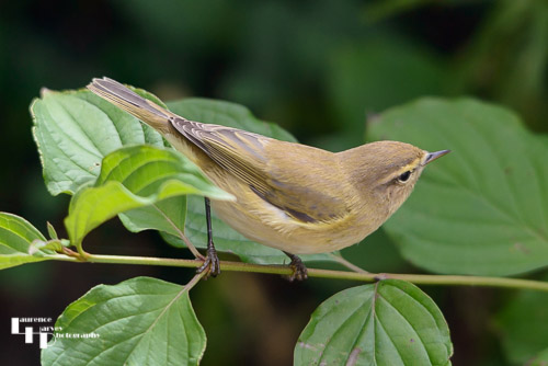 Chiffchaff in the garden