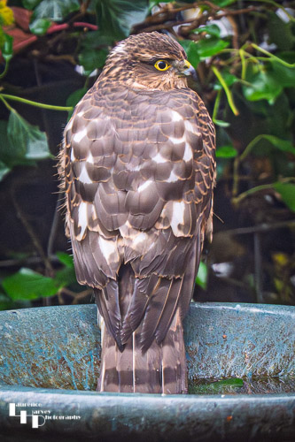 Sparrowhawk on bird bath