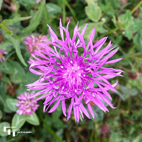 Common Knapweed