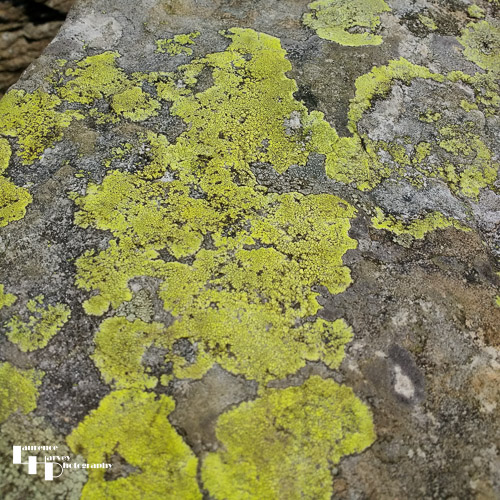 Lichen on rock