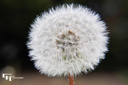 Dandelion
