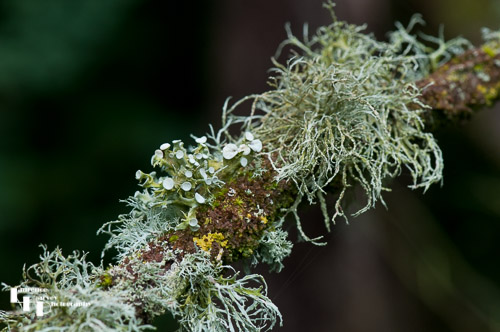 Dotted Ribbon Lichen