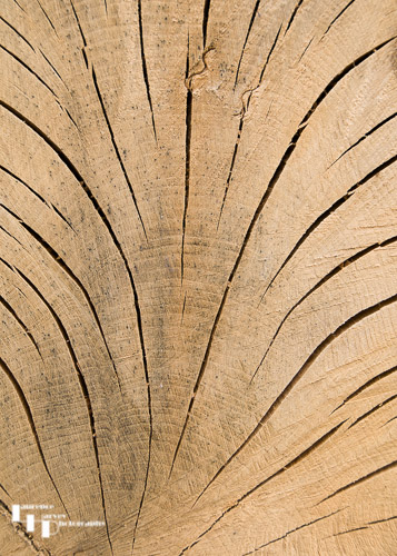 Tree ring details