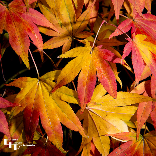 Orange & red Acer leaves