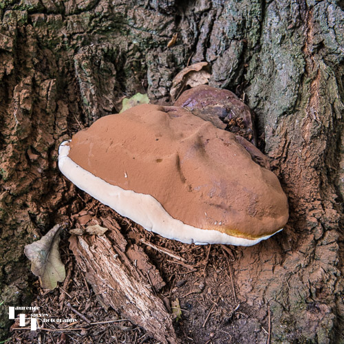 Ganoderma bracket fungus on an old Beech tree