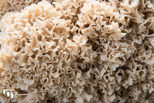 Sporasis Crispa (Cauliflower Fungus)