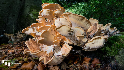 Impressive fungus growing at the base of a Beech tree