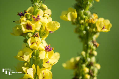 Dark Mullein