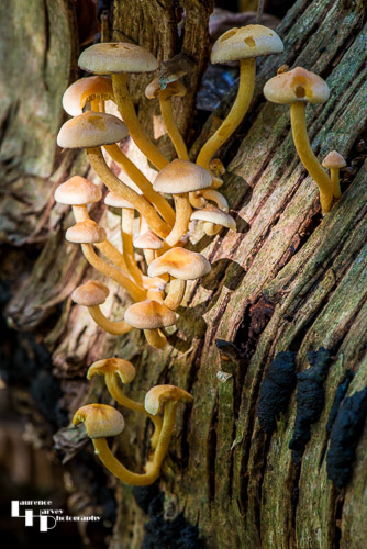 Sulphur Tuft