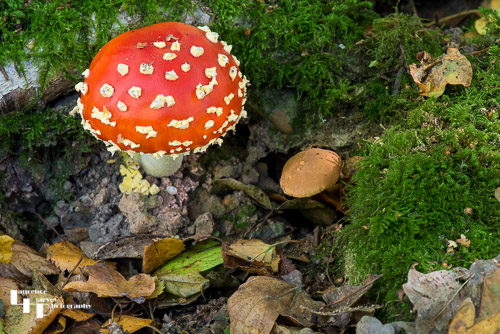 Fly Agaric