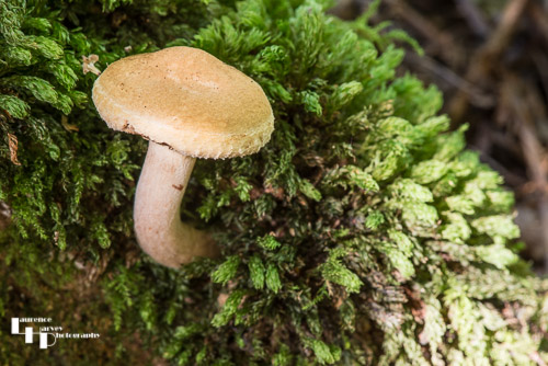 Mushroom