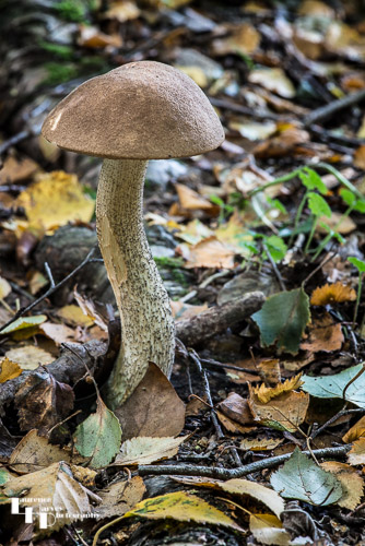 Brown Birch Bolete