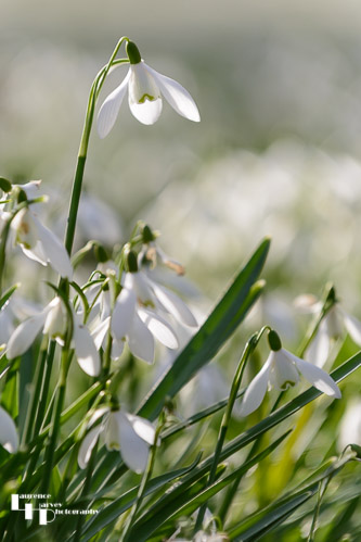Isolated Snowdrop