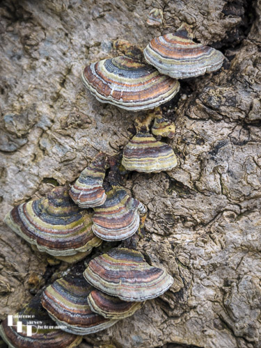 Turkey Tail bracket fungi growing on dead tree