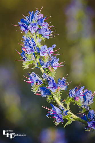 Viper's Bugloss