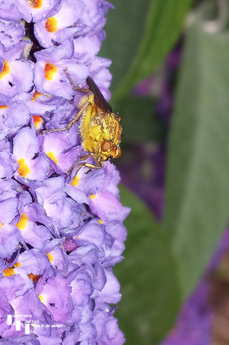 Golden Dung fly on Buddleia