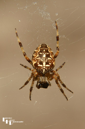 Garden Spider