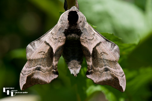 Eyed Hawk Moth