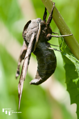 Eyed Hawk Moth
