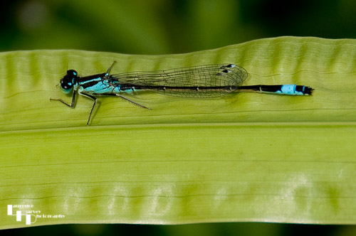 Blue Tailed Damselfly on leaf