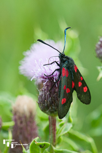 Six Spot Burnet