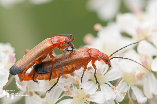 Common Red Soldier Beetles mating