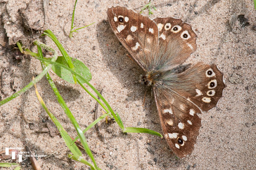 Speckled Wood