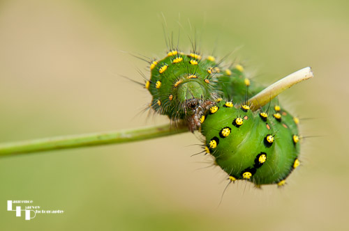 Emperor Moth caterpillar