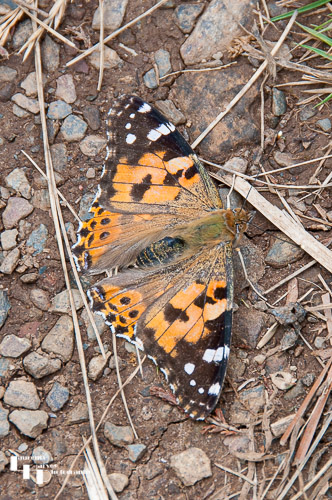 Painted Lady