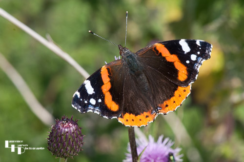 Red Admiral