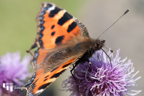 Small Tortoiseshell