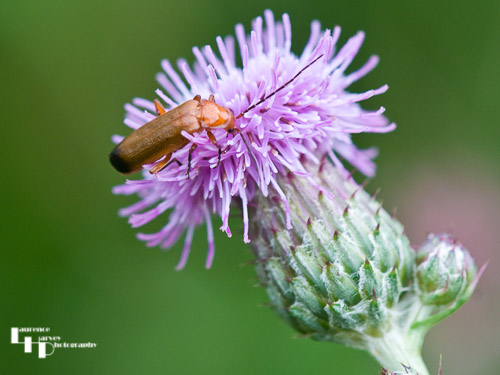Common Red Soldier Beetle